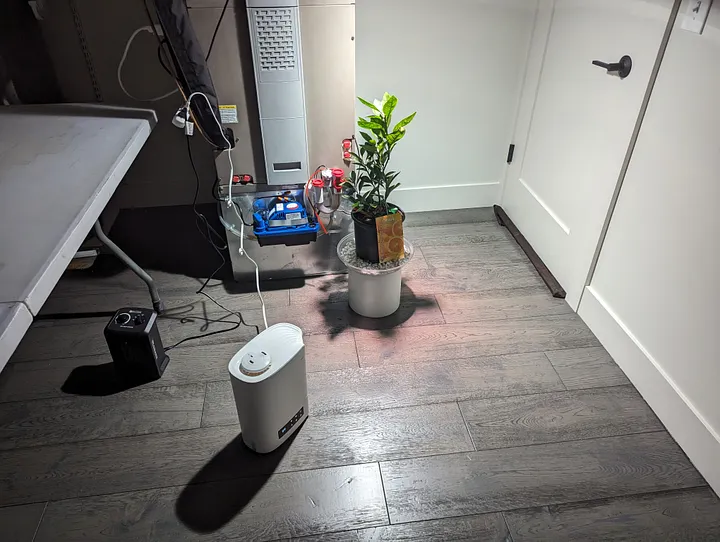 Picture of my orange tree in my basement