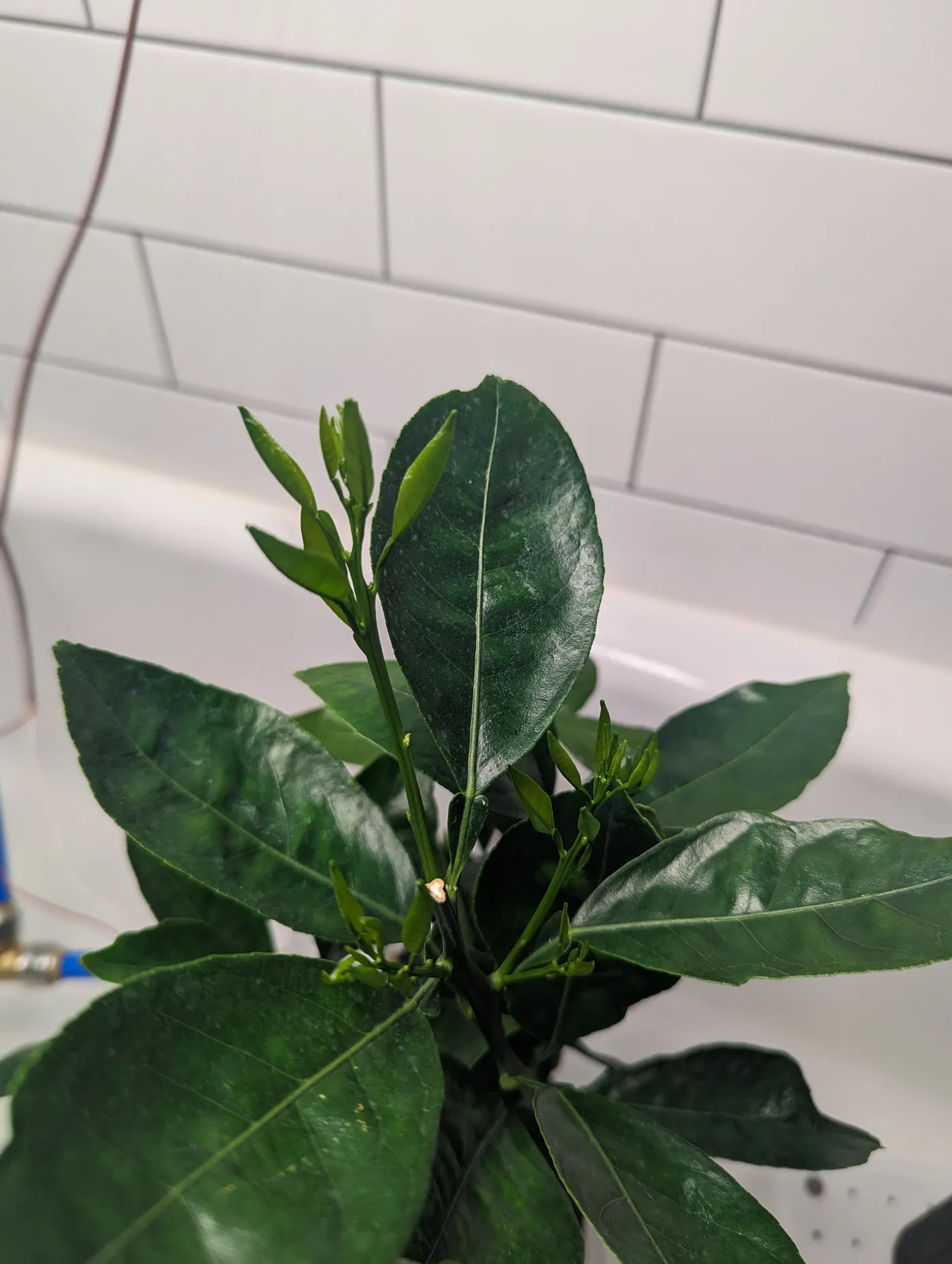 Orange leaves